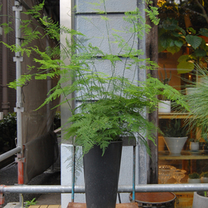 アスパラガス・プルモーサス・ナナス - Collection : コレクション