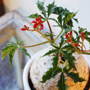 ヤトロファ・ベルランディエリ - Collection : コレクション