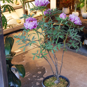 牡丹 鎌田藤 苗木 特大株 牡丹 鎌田藤 苗木 特大株