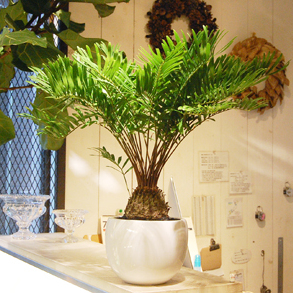 0630hhh-thumb-300x300-11337.jpg