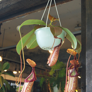 特③現品限り超特大な壺を持つネペンテス・ミランダ その他観葉植物