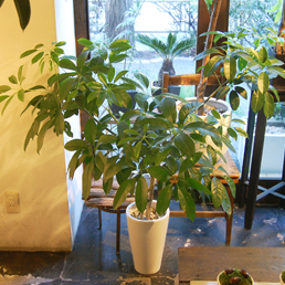 シェフレラ・チェンマイ869｜観葉植物専門店「ワールドガーデン」