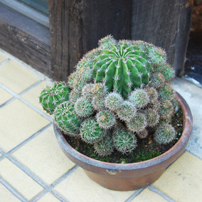 エキノプシス・短毛丸 - Collection : コレクション - NEO GREEN