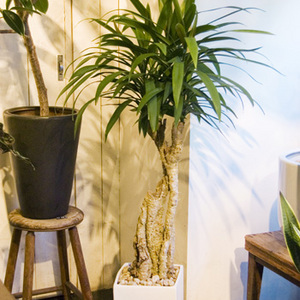 観葉植物 コルジリネ ストリクタ コルジリネ・ストリクタ - グリーンプロデュース～暮らしに緑を