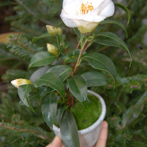 椿・絞り初嵐 - Collection : コレクション - NEO GREEN : ネオグリーン