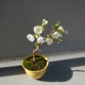 福島一二三、【御車（みぐるま）返しの桜】、希少な額装用画集より ロッキーチャック結成50周年まほらコンサート 五十祭「ごじゅっ