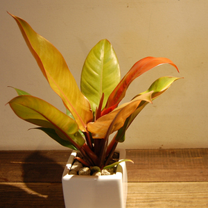 フィロデンドロン・プリンセスオブオレンジ - Collection