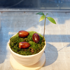 オールドノリタケ◇ドングリとリス◇ボウル 深皿 菓子皿