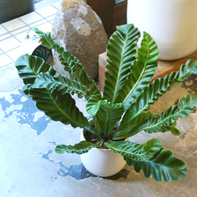 unzaです♪2点セット！アスプレニウム コブラ3 オーガスタ 苗 苗木