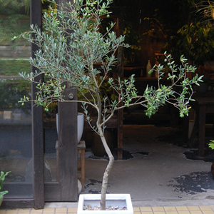 オリーブ　マンザニロ　2 オリーブ：マンザニロ5～6号ポット の通販 | 園芸ネット