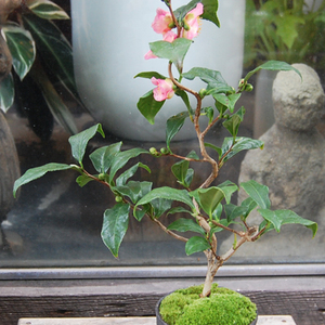 椿・炉開き - Collection : コレクション - NEO GREEN : ネオグリーン