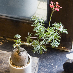 ヤトロファ・ベルランディエリ - Collection : コレクション - NEO