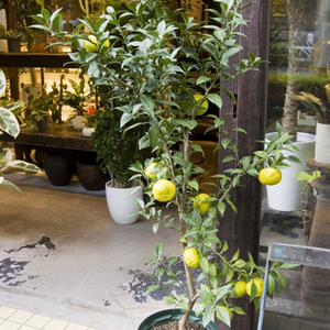 ユズ - Collection : コレクション - NEO GREEN : ネオグリーン