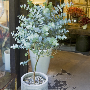 ユーカリ・銀世界 - Collection : コレクション - NEO GREEN : ネオ