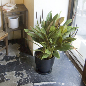 アンスリウム・ジャングルキング - Collection : コレクション - NEO