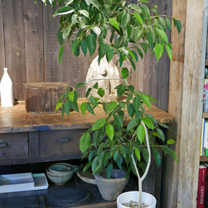 直接お引取　Plant■フィカス・エキゾチカ/ベンジャミナ/観葉植物/165cm 20210929hh-thumb-300x300-12798.jpg