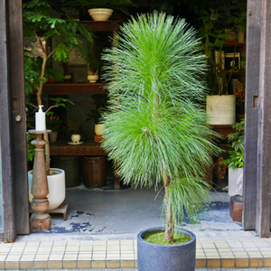 大王松 - Collection : コレクション - NEO GREEN : ネオグリーン