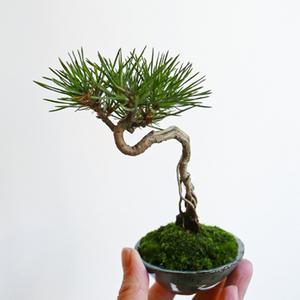 根上がり黒松　奇妙　希少 20211202hh-thumb-300x300-12913.jpg