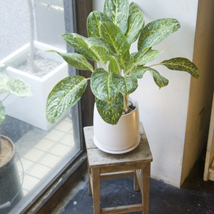 【アグラオネマ ビクトリー】 美斑入り レア 鉢ごと発送します 送料無料)アグラオネマ ビクトリー 7号 | Gardenえん 【観葉熱帯