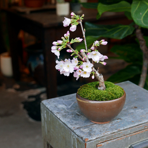 お盆セール　美品　らでんしだれ桜　文庫 2022SS036_01_1200x1200.jpg?v=