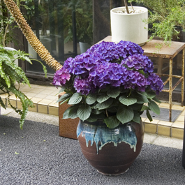 【花苗】ハイドランジア　ディープパープル　大きめ苗 タグ付き正規品　ポット毎発送 花苗】ハイドランジア ディープパープル 大苗 タグ付き正規品 ポット毎