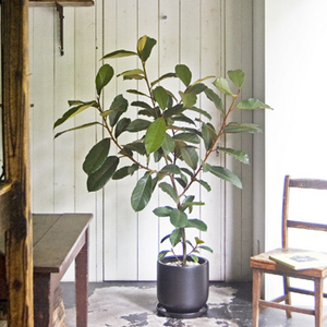 フィカス　ベルベット　お引取り限定　植物　インテリア フィカス・ベルベット | HITOTOKI by MAKIMO PLANT