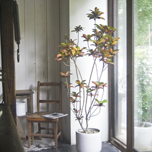 クロトン・アケボノ - Collection : コレクション - NEO GREEN : ネオ