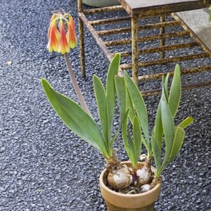 キルタンサス・オブリクス - Collection : コレクション - NEO GREEN