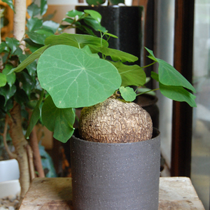 ステファニア ヴェノサ ヴェノーサ スベローサ 現地株 ステファニア ヴェノサ ヴェノーサ スベローサ 現地株 ヴェノサ