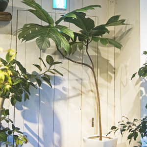 パンノキ - Collection : コレクション - NEO GREEN : ネオグリーン