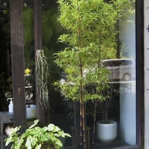 黒竹 - Collection : コレクション - NEO GREEN : ネオグリーン