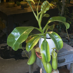 ネペンテス・ベントリコーサ×トランカータ Collection コレクション NEO GREEN ネオグリーン