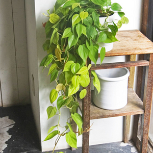 フィロデンドロン・オキシカルディウム・ライム - Collection