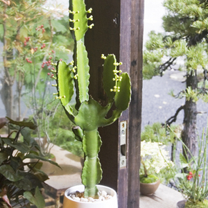 ユーフォルビア・ラクテア・グリーンポー - Collection : コレクション