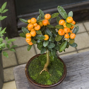 金柑 20221126hh-thumb-300x300-13552.jpg