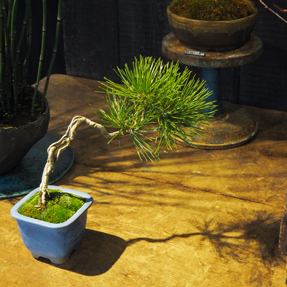 黒松根上がり・文人 - Collection : コレクション - NEO GREEN : ネオ