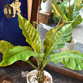 12500⤵️❇超レア！ジャングル キング・黄斑入アンスリウム 12500⤵️❇超レア！ジャングル キング・黄斑入アンスリウム - メルカリ