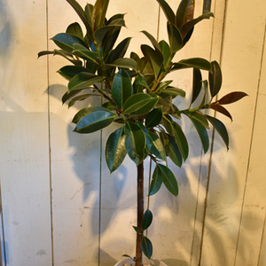 フィカス・e・メラニー Collection コレクション NEO GREEN ネオグリーン