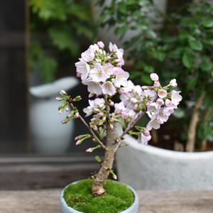 【未使用品】白鳳堂 2020 クリスマス サクラノエルセット 白鳳堂2020年クリスマスコフレ、“桜ピンク”の化粧筆5種が1つに