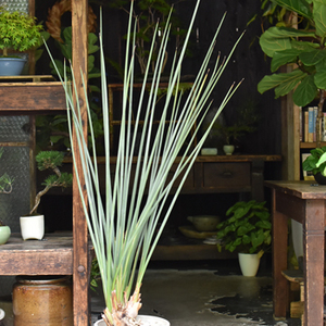 ストレリチア　ノンリーフ　黄花 ストレリチア ノンリーフ 黄花
