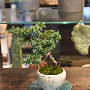 紫杜松 - Collection : コレクション - NEO GREEN : ネオグリーン