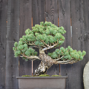 銀八房五葉松 - Collection : コレクション - NEO GREEN : ネオグリーン