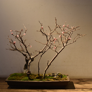 20240205h-thumb-300x300-14415.jpg