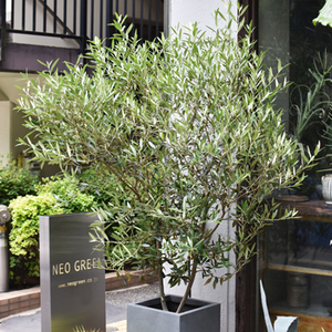 オリーブ・ひなかぜ - Collection : コレクション - NEO GREEN : ネオ