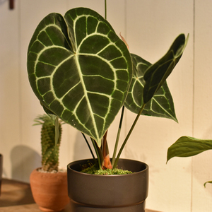 アンスリウム・クラリネルビウム - Collection : コレクション - NEO