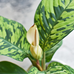 ホマロメナ・カモフラージュ - Collection : コレクション - NEO GREEN