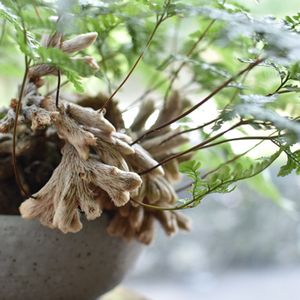 ノブ出品　子株付き 20240922m-thumb-300x300-14888.jpg