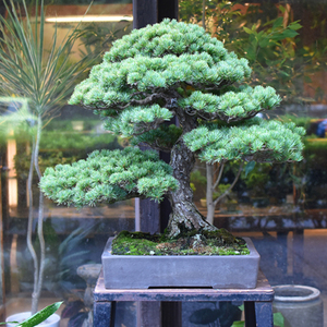 【専用】那須五葉松　種　180粒 那須五葉松(白笹) 【公式通販】 9-5 その他
