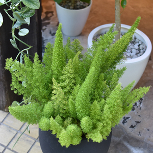 ジャッカル ナジーチョイス NAC-62ML ASPARAGUS アスパラガス