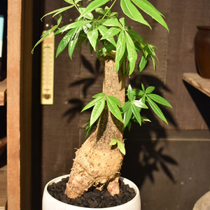パキラ24出品 パキラ | 観葉植物の通販ならHitoHana（ひとはな）